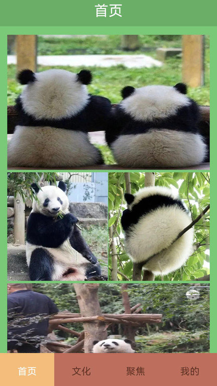 熊猫滚滚乐app下载