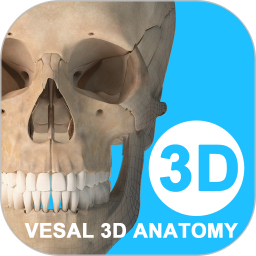 维萨里3d解剖app